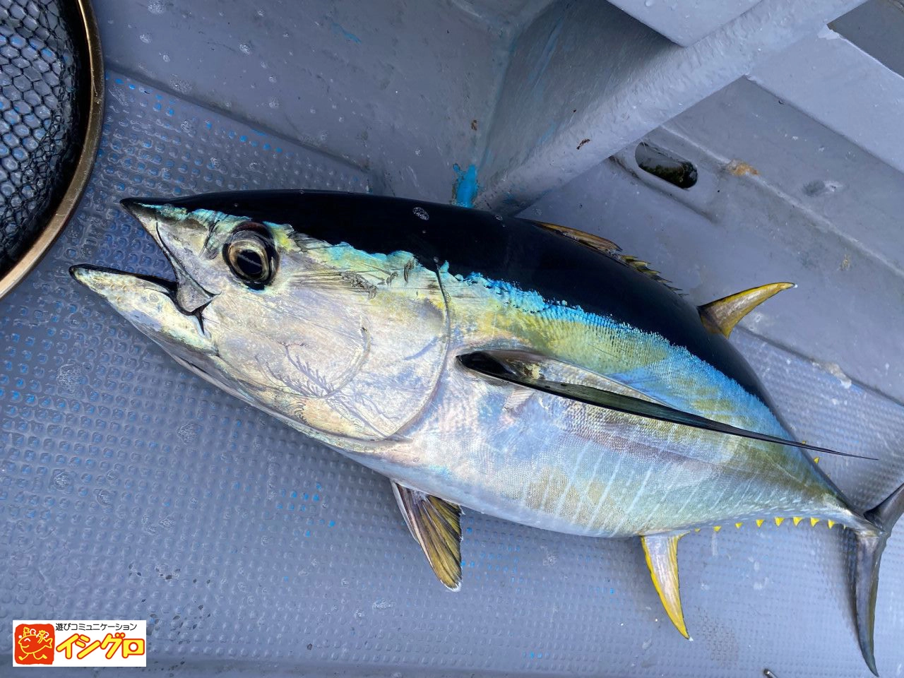 商品画像：あいやーロング 260g/300g トンジギ マグロジギング トンボ 3